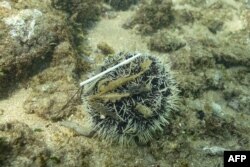 Sedotan plastik tersangkut pada landak laut (bulu babi/sea urchin) di perairan Samudera Hindia dekat kota Ahangama di Galle, 31 Desember 2021. (Olivier MORIN / AFP)