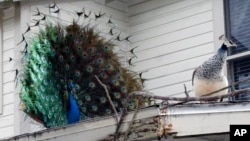 In this Wednesday, Dec. 23, 2009 photo, a peacock, left, fans his feathers in a courtship display to a peahen on a rooftop in Florida. Some residents want the birds removed.(AP Photo/Tamara Lush)