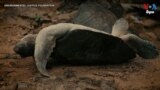 Ghanaian Football Team Scores Against Sea Turtle Poachers 