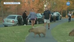 Arjantinli Kapibaraların Nüfusu Artıyor