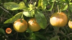 فلوریڈا میں سبزیاں اور پھل ضائع ہونے لگے