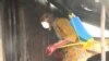 FILE - A humanitarian worker disinfects homes in Idabato, Cameroon, Nov. 28, 2019. (Moki Edwin Kindzeka/VOA)