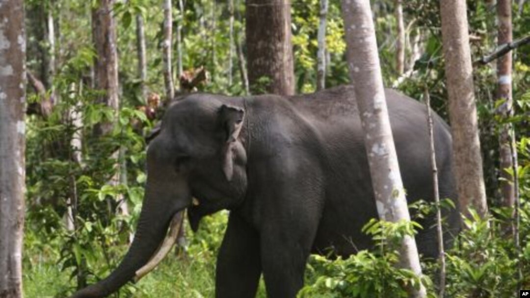 A Sumatran elephant is seen in Perawang, Riau province, Indonesia, January 12, 2012.