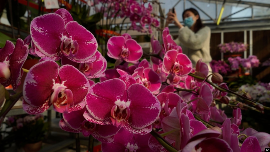 A woman wearing a face mask to protect against the spread of the coronavirus, takes photos of pots of Phalaenopsis orchids at one of Hong Kong's largest orchid farms located at Hong Kong's rural New Territories on Jan. 14, 2021. (AP Photo/Kin Cheung)
