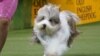 A dog competes at the 2020 Westminster Kennel Club Dog Show at Madison Square Garden in New York City, New York, Feb. 10, 2020.