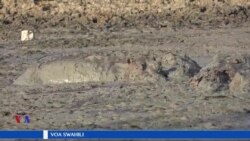 Tatizo la ukame barani Afrika, viboko waangamia kisiwani Lamu, Kenya