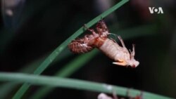 ظهور میلیاردها جیرجیرک در شرق امریکا