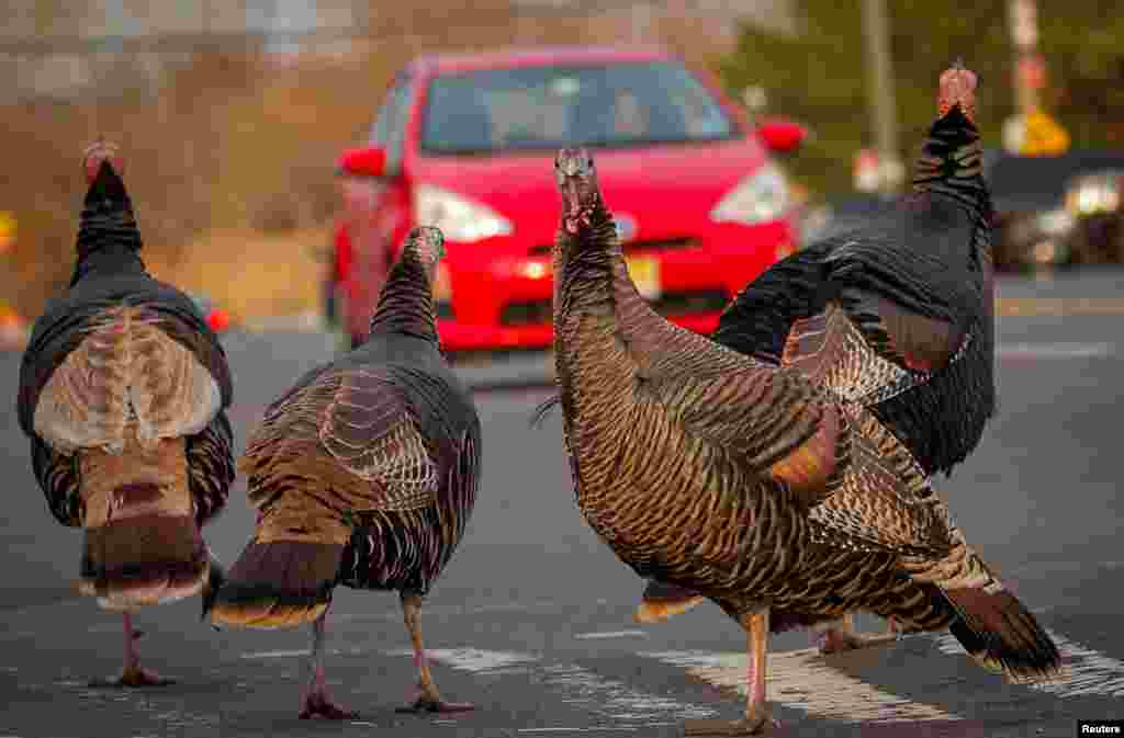 Wild turkeys cross a street on the eve of Thanksgiving in Staten Island, New York, Nov. 25, 2020.