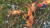 Gibbons Conservation Attracts Tourists to Rattanakiri Province