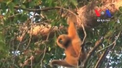 Gibbons Conservation Attracts Tourists to Rattanakiri Province