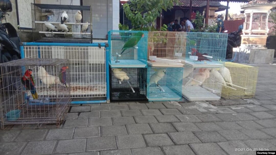 Puluhan satwa langka yang terdiri dari berbagai jenis burung yang berhasil disita (courtesy: KLHK). 