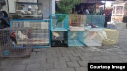 Puluhan satwa langka yang terdiri dari berbagai jenis burung yang berhasil disita (courtesy: KLHK). 