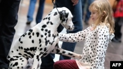 A young visitor greets a dalmatian during the "World Dog Show" dog fair in Leipzig, eastern Germany, on November 8, 2017.