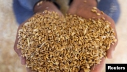 FILE — A farmer displays wheat grains at a field in Al Qalyubia Governorate, Egypt, May 19, 2022.