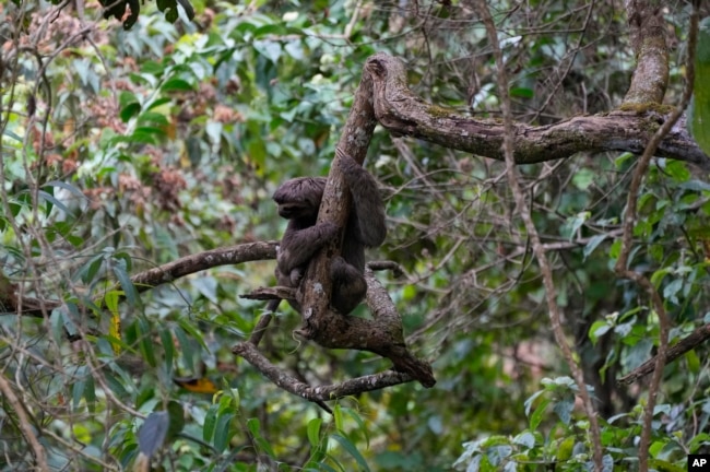 A rescued sloth hangs from a branch after it was released by Juan Carlos Rodriguez into the same area where it was found injured four weeks ago, in San Antonio, on the outskirt of Caracas, Venezuela, Saturday, March 12, 2022. (AP Photo/Ariana Cubillos)