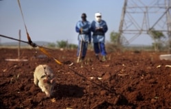 African giant pouched rats like this one are specially trained at APOPO headquarters in Tanzania to detect landmines. (Picasa/Courtesy)