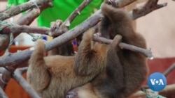 Costa Rica Sloth Rehab