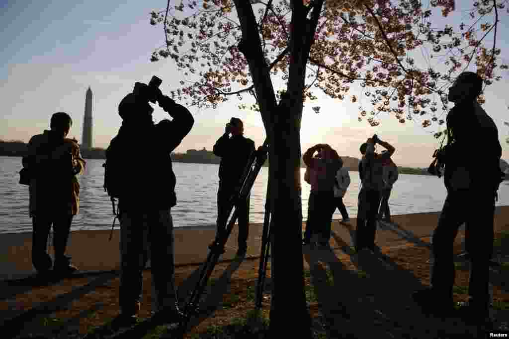 지난 7일 미국 워싱턴 DC에서 막 피기 시작한 벚꽃들을 구경나온 상춘객들. 올해는 유난히 긴 꽃샘 추위 때문에 벚꽃 개화가 평년보다 늦어졌다.