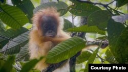 Orangutan Tapanuli (Pongo Tapanuliensis). (Courtesy: YEL-SOCP).