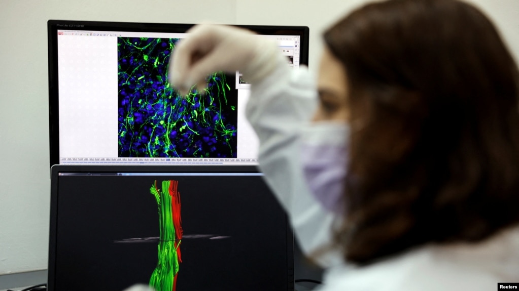 Ghép tế bào thần kinh vào tủy sống của chuột bị bại giúp chuột chạy được, tại một phòng thí nghiệm ở đại học Tel Aviv, Israel, ngày 6/2/2022.