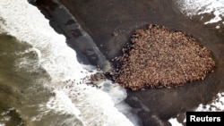 An estimated 35,000 Pacific walruses are pictured hauled out on a beach near the village of Point Lay, Alaska, 700 miles northwest of Anchorage, in this Sept. 2014 handout photo. (NOAA/NMFS/AFSC/NMML)