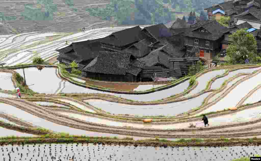 A farmer plows terraced crop fields in Congjiang county, Guizhou province, China, April 8, 2015.