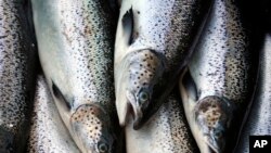 FILE - Offshore Atlantic salmon move across a conveyor belt as they are brought aboard a harvesting boat on Oct. 12, 2008, near Eastport, Maine.