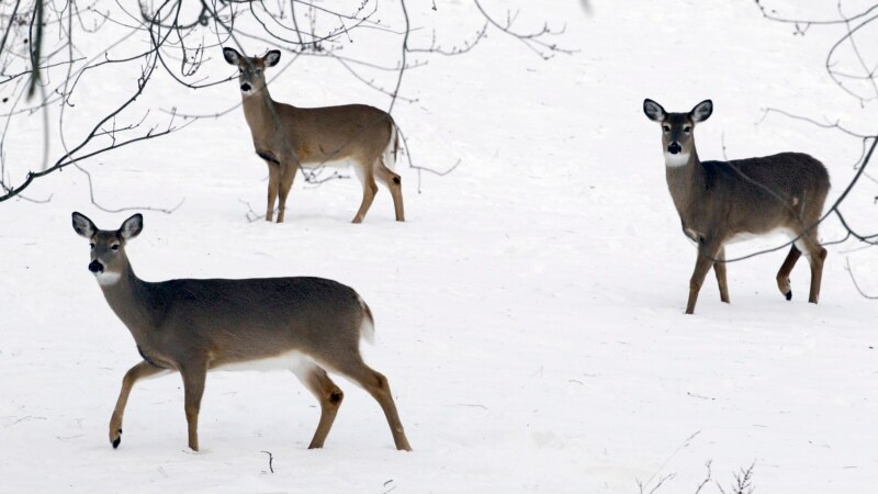 Omicron Version of COVID-19 Found in New York City Deer