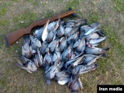 صید غیرقانونی و قاچاق پرندگان در شمال ایران - اقتصاد آنلاین
