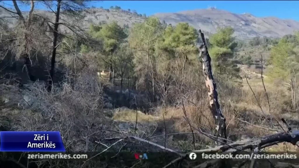 Shqipëri, vazhdon të pakësohet fondi pyjor