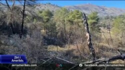 Shqipëri, vazhdon të pakësohet fondi pyjor