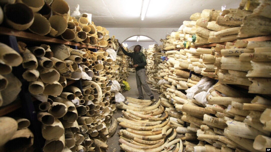 Petugas dari Taman Nasional Zimbabwe melihat stok gading gajah yang terkumpul di markas taman nasional tersbeut di Harare, Zimbabwe, pada 2 Juni 2016. (Foto: AP/Tsvangirayi Mukwazh)