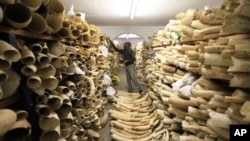 FILE - A Zimbabwe National Parks official looks over the country's ivory stockpile at the Zimbabwe National Parks Headquarters in Harare, Zimbabwe, June, 2, 2016. 