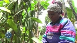 Tanzania: Mkulima apoteza matumaini katika zao la vanila