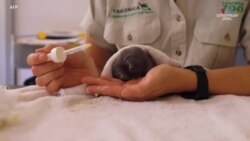 Սիդնեյի կենդանաբանական այգին հաղորդում է, որ փրկված էխիդնայի ձագը առողջացել է