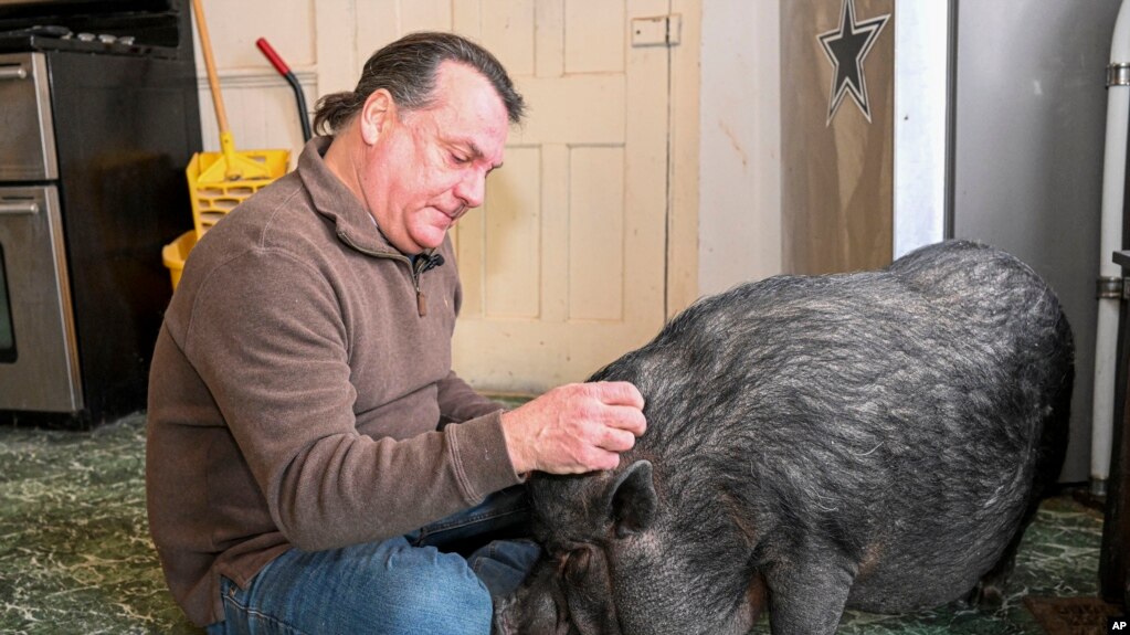 Wyverne Flatt who is fighting to keep his pot-bellied pig Ellie as an emotional support animal poses for a photograph at his home Wednesday, Feb. 2, 2022, in Canajoharie, N.Y. Village officials consider Ellie a farm animal, and not allowed in the village. (AP Photo/Hans Pennink)