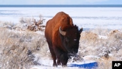 The Great Salt Lake is shown behind a Bison Wednesday, Feb. 2, 2022, on Antelope Island, Utah. (AP Photo/Rick Bowmer)