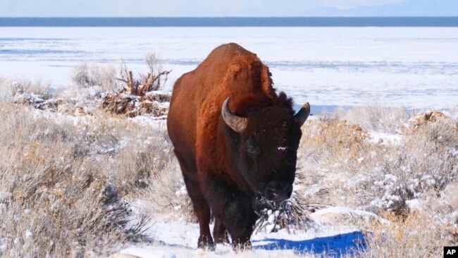 The Great Salt Lake is shown behind a Bison Wednesday, Feb. 2, 2022, on Antelope Island, Utah. (AP Photo/Rick Bowmer)