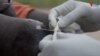 Only 14 cases of Guinea Worm Infection Reported Globally in 2021 video thumnail