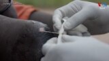 Only 14 cases of Guinea Worm Infection Reported Globally in 2021 video thumnail