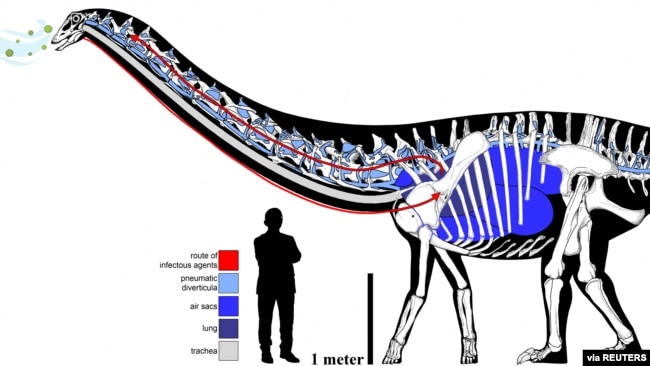 This handout illustration shows the elaborate and circuitous pulmonary complex of an individual sauropod dinosaur that lived 150 million years ago in what is now Montana. (Handout via REUTERS)