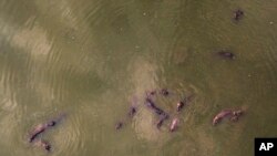 Hippos stay submerged in the lake at Napoles Park in Puerto Triunfo, Colombia, Wednesday, Feb. 12, 2020. The rapid growth of hippo numbers, who were brought to the country by infamous drug lord Pablo Escobar for his personal collection, has authorities worried that residents could be attacked, the 3-ton animals can be aggressive and kill more people per year in Africa than any other wildlife species.