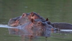 Des hippopotames dévastateurs frustrent les agriculteurs togolais