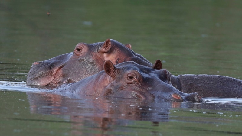 Des hippopotames dévastateurs frustrent les agriculteurs togolais