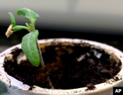 This March 2021 photo shows a tender, young, indoor-sown seedling. (Jessica Damiano via AP)