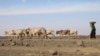 A woman follows drought affected livestock as they walk toward a river near Biyolow Kebele, in the Adadle woreda of the Somali region of Ethiopia Wednesday, Feb. 2, 2022.