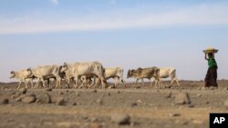 A woman follows drought affected livestock as they walk toward a river near Biyolow Kebele, in the Adadle woreda of the Somali region of Ethiopia Wednesday, Feb. 2, 2022.