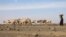 A woman follows drought affected livestock as they walk toward a river near Biyolow Kebele, in the Adadle woreda of the Somali region of Ethiopia Wednesday, Feb. 2, 2022.