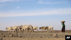 Kekeringan yang berkepanjangan berdampak buruk terhadap peternakan dan pertanian di kawasan Somali, Ethiopia (foto: ilustrasi).