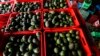 Mexico: US Suspends Avocado Shipments from Key State, Flags Security Risk 